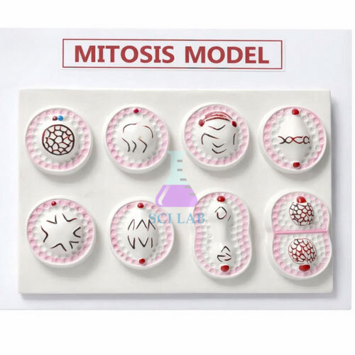Enlarged 3D Mitosis Model
